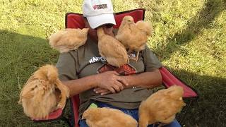 When Baby Farm Animals Are More Human Than You 🤣