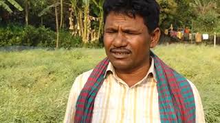 সোনারগাঁ উপজেলায় উচ্চ ফলনশীল হাইব্রিড নেপাস সরিষার জাত (নেপাস হাইব্রিড-১) এর চাষ