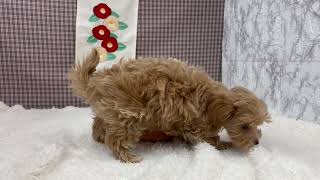 ハーフ犬の動画01