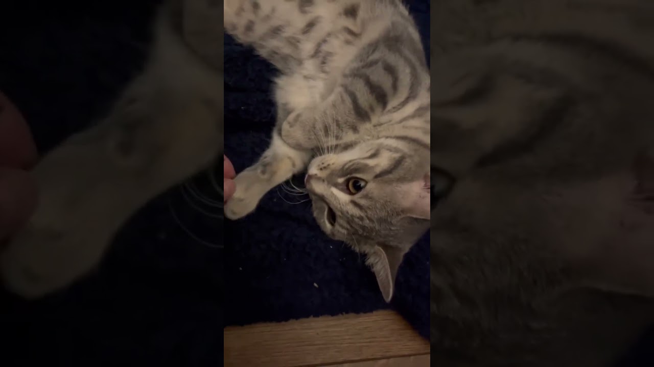 Enlarge Sugar, a Adoptable Domestic Short Hair in Delta, OH video 6/6