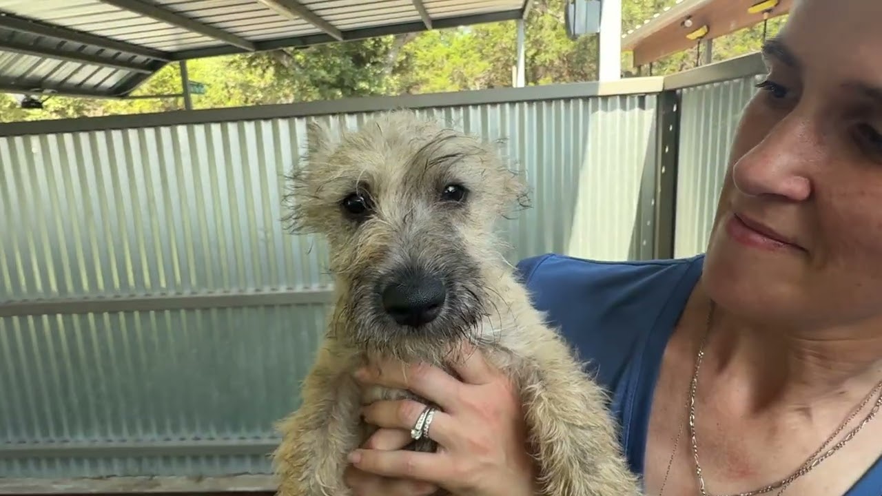 Enlarge Flynn - my mom weighs 19 lbs, a Adoptable mixed breed in San Antonio, TX video 4/6