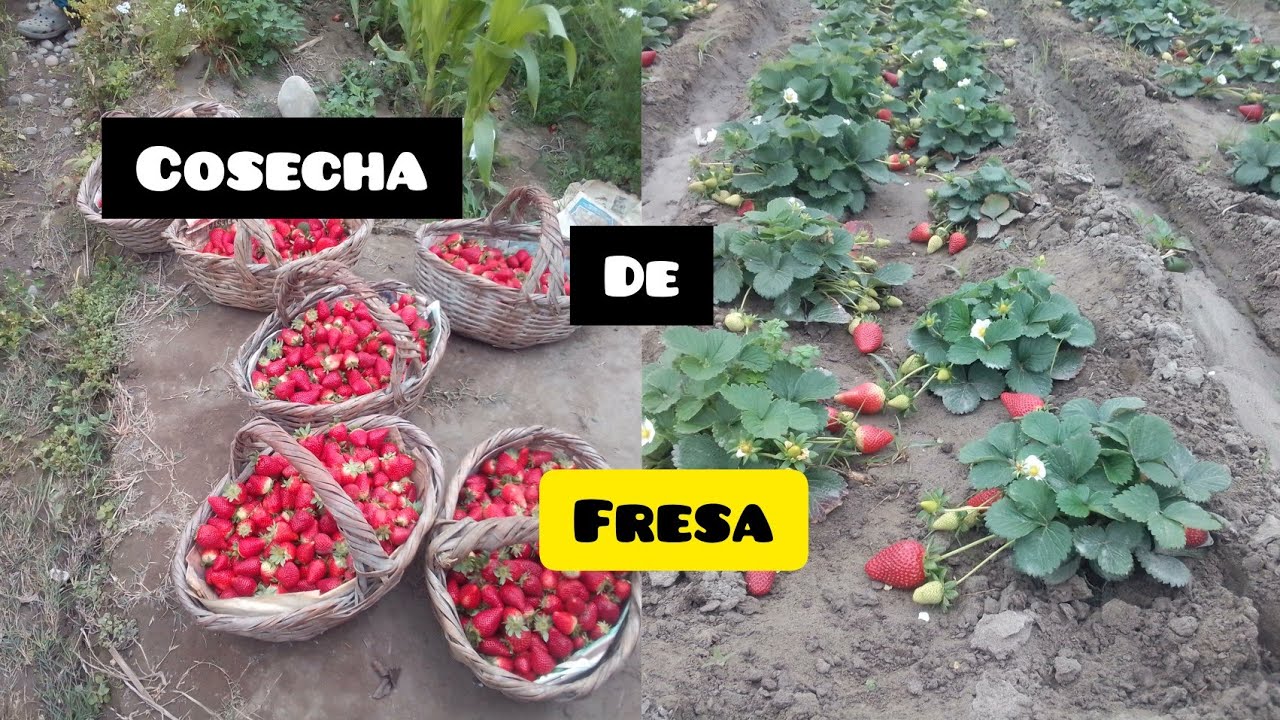 COSECHA de FRESA en Perú 🍓 | analizando el cultivo de fresa.