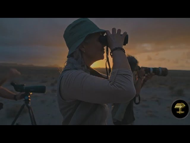 Canarias se posiciona como destino europeo para la observación de aves