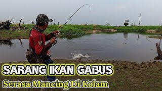 Download lagu FINDING THE NEST OF A STARVING CATCHPACK FISH || CASTING CATCHPACK FULL STRIKE mp3 Download lagu FINDING THE NEST OF A STARVING CATCHPACK FISH || CASTING CATCHPACK FULL STRIKE mp3