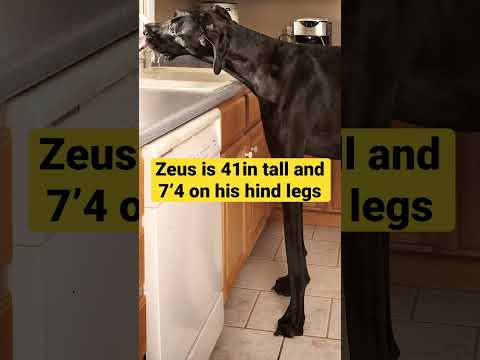 TALLEST DOG #dog #greatdane #facts #fact #tallest #biggest