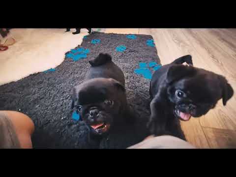 Mops Welpe kaufen