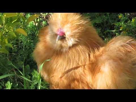 Silkie chickens