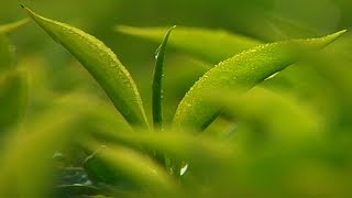 Tea Plants: Morning view at Munnar Hills 