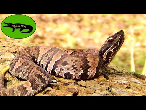 image-Is a water moccasin and a cotton mouth the same snake?
