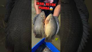 Download lagu It turns out that catfish can be this big!!! All monsters!!! #shorts mp3