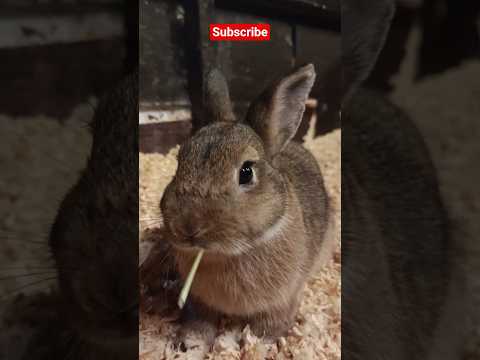 Rabbit eating hay. #rabbit #bunny #viralvideo #animals #shorts