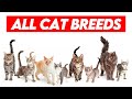 All Cat Breeds A Z Visual Guide To Feline Diversity