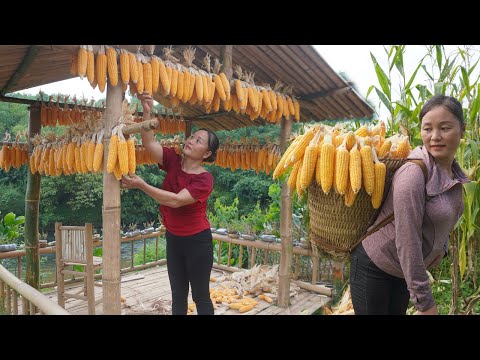 Corn harvesting process - Preserved on the farm - Green forest life, free bushcraft