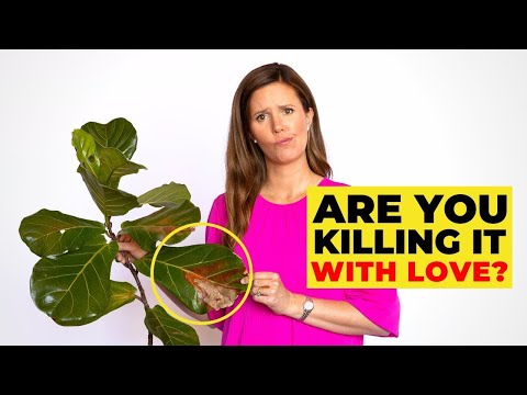 THIS is What Happens When You ERRATICALLY Water Your Fiddle Leaf Fig