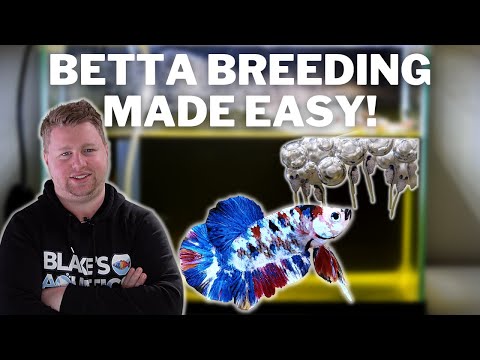 EASY! How to Breed Bettas Step by Step