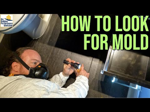 Early Stage Mold Inspection Tips from a Mould Inspector