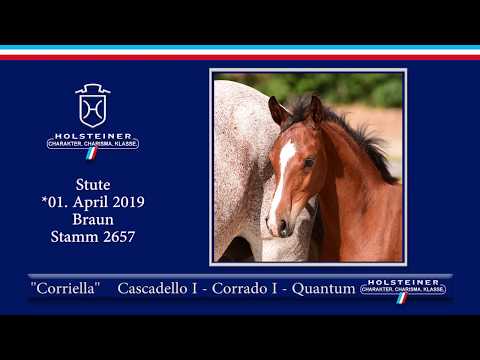 Holsteiner Elite-Fohlenauktion 2019 - Nr. 46 Corriella v. Cascadello I-Corrado I