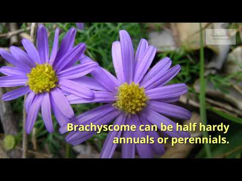 download lagu mp3 mp4 Brachyscome Perennial, download lagu Brachyscome Perennial gratis, unduh video klip Brachyscome Perennial