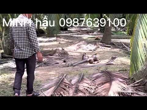 Vườn dừa Dứa Thái 10 năm tuổi đạt chuẩn cây dừa mẹ tại Cơ sở Minh Hậu 0987639100
