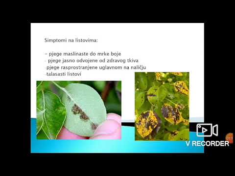 Čađava krastavost kruške