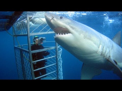 Белая акула. Изучение акул, повадки, среда обитания.