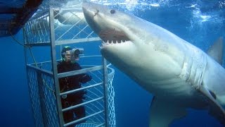 Смотреть онлайн Документальный фильм про белых акул-убийц