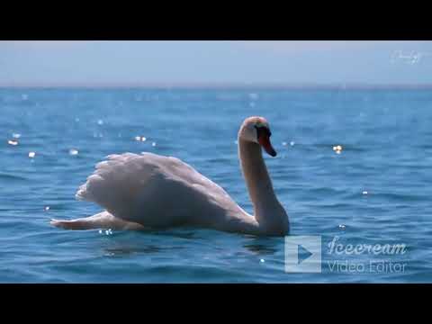 DISCO HOUSE 2021 session 18 Dua Lipa, The Weeknd, Gwen Stefani, Nelly Furtado, Daft Punk, Tim Deluxe