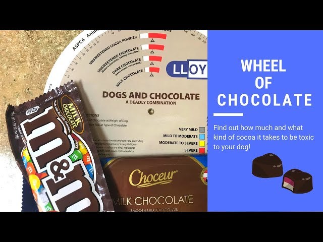 Wheel Of Chocolate Toxicity!