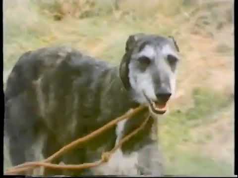 The Poacher. "The Other Side Of The Hedge"  An Original 1987 Tv Documentary {obviously,not HD). #SRP