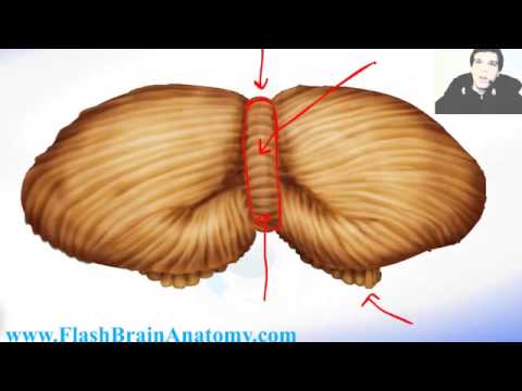 2.Cerebellum from Caudal