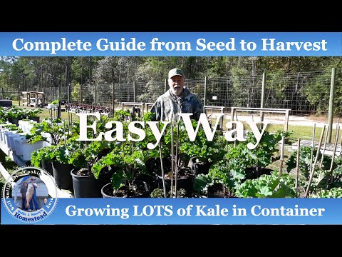 How to Grow LOTS Kale in Containers, from Seed to Harvest