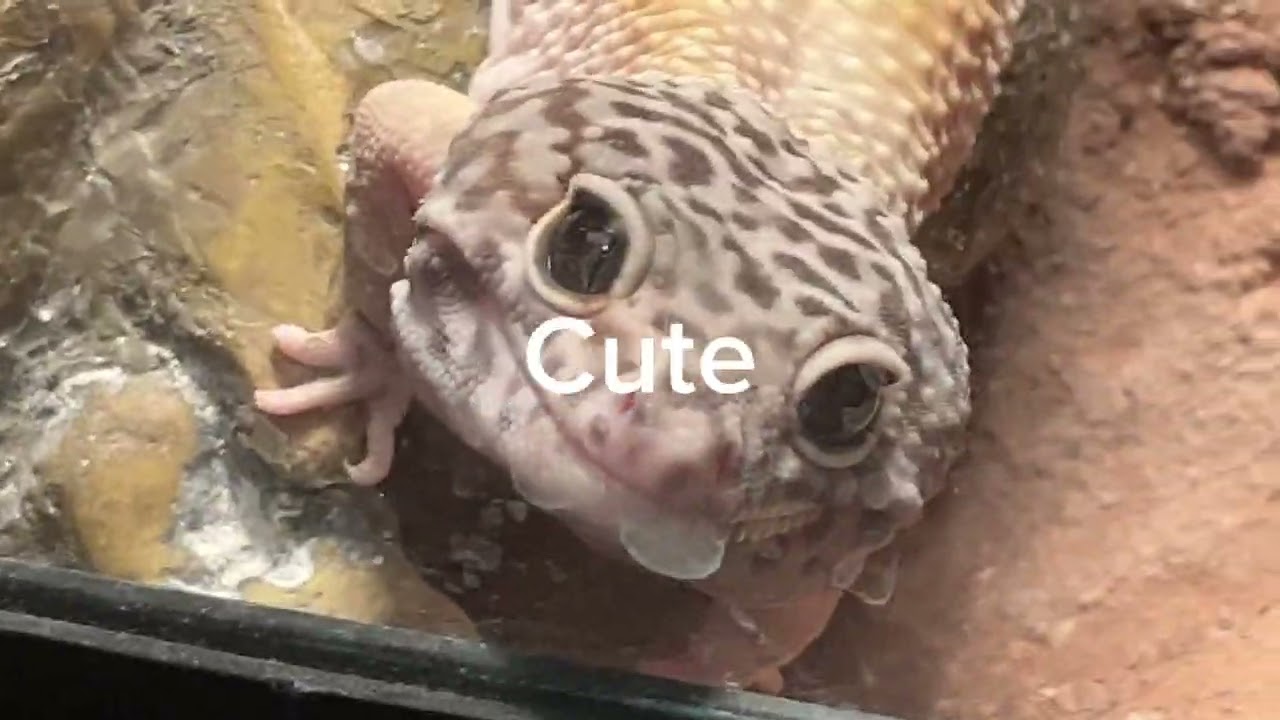 More lizard! #furry #therian #lizard #gay #fypage❤️🍄