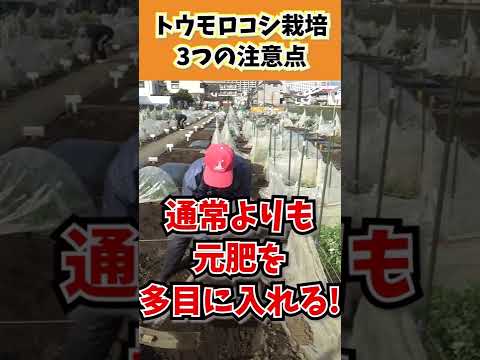 , title : '家庭菜園や農園でトウモロコシ栽培の注意点３選！#Shorts / Three precautions for corn cultivation in a vegetable garden.'