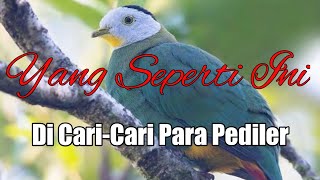 Download lagu Suara Burung Walik Original 💯% mp3