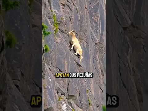 Cómo logran las cabras caminar por paredes verticales?