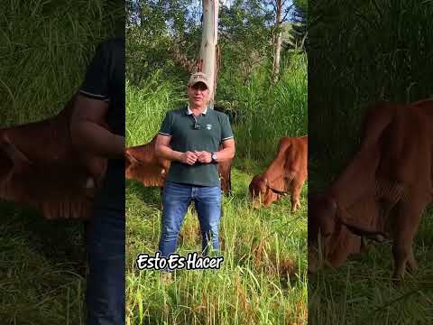 CONVOCATORIA ENSEMINACION