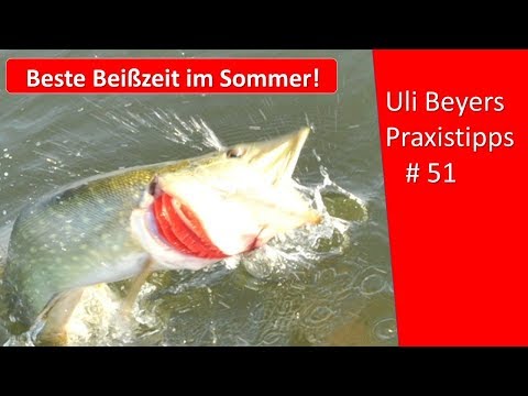 Die besten Beißzeiten im Sommer