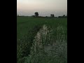 Vat Disu Dega Deva Vaat Disu De Song Status