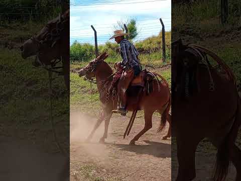 Gerson O Domador De Barbosa Ferraz PR