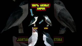 Download lagu ciri-ciri burung jingjing petulak jantan dan betina mp3