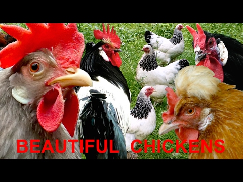 download lagu mp3 mp4 Specialty Chicken Breeds, download lagu Specialty Chicken Breeds gratis, unduh video klip Specialty Chicken Breeds