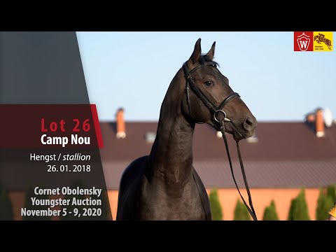 Cornet Obolensky Youngster Auction - Lot 26  Camp Nou stallion by Cornet Obolensky - Sir Shutterfly