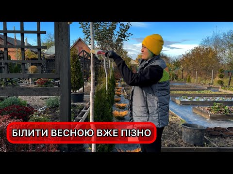 Осіння побілка дерев: коли і чим білити правильно. Захист від морозобоїн та опіків