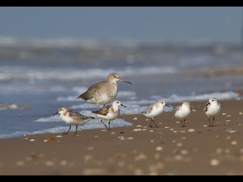 Sharing Our Shores (Webinar)