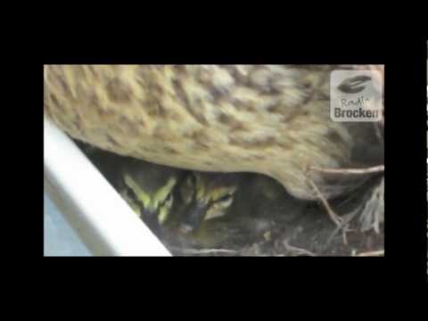 Schlüpftag bei Tappy Ducky