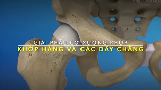Khớp Háng và các Dây chằng