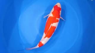 video van Kohaku KO-V24-10117