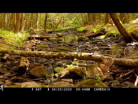 Barred Owl Catches A Crayfish 6 25 20