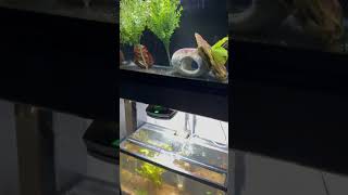 All of my aquariums