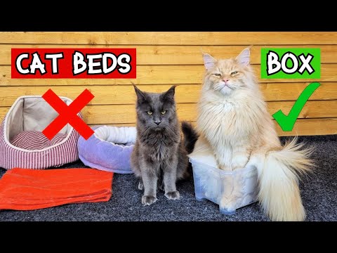 Cat Stuff vs Human Stuff! | What do Maine Coons Like Most?